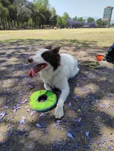 Zinnia, la border collie que da nombre a SpotdogGames, atrapando un frisbee